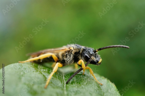 Insekt - Sechsbinden Furchenbiene © Revilo Lessen