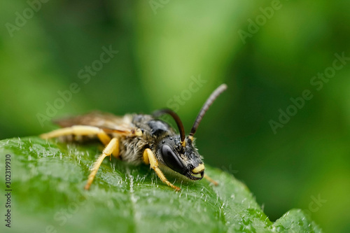 Insekt - Sechsbinden Furchenbiene © Revilo Lessen