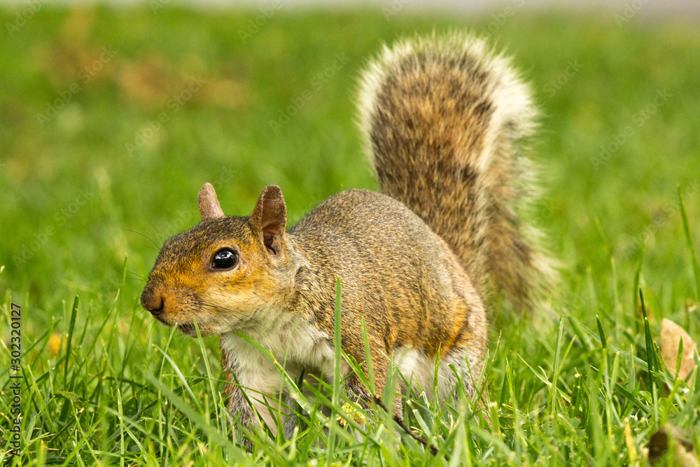 squirrel on grass squirrel on grass