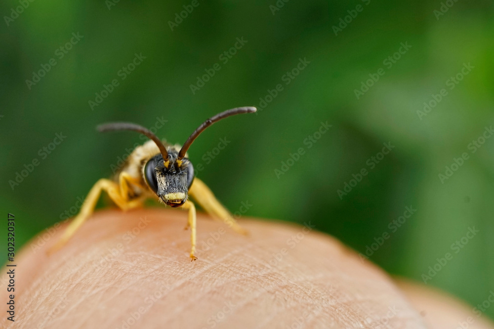 Fototapeta premium Insekt - Sechsbinden Furchenbiene