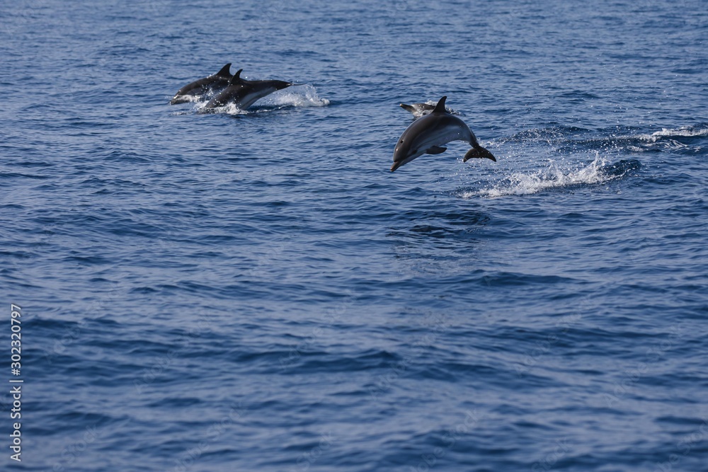 Fototapeta premium Rencontre avec les dauphins