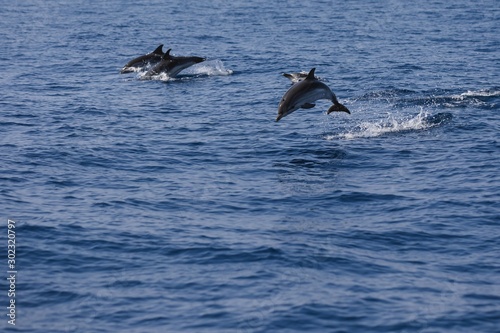 Rencontre avec les dauphins