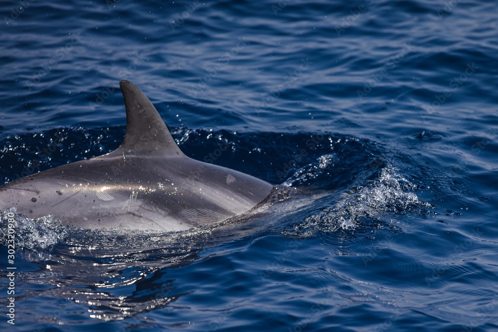 Fototapeta premium Rencontrer les dauphins