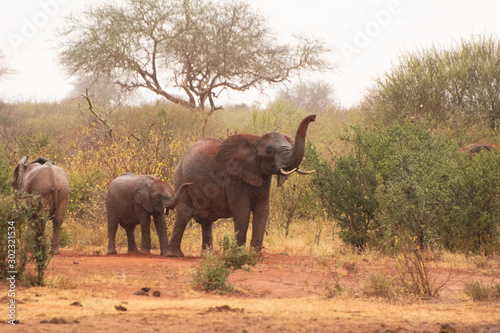 kenya red elephant tsavo national park rukinga