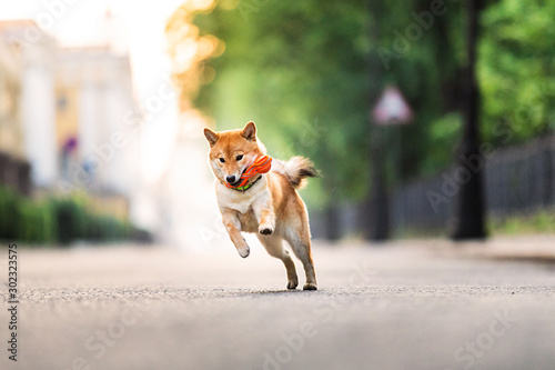 Funny dog running near park. Blurred green trees background