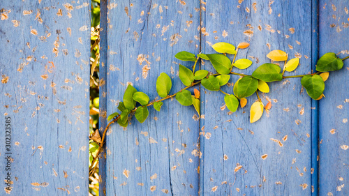 Εκτύπωση καμβά Green leafs climbing a wooden wall.