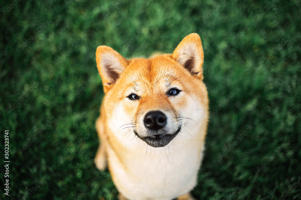Adorable Shiba Inu sitting on green grass Adorable Shiba Inu sitting on green grass