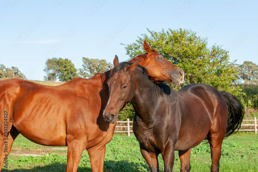 A chestnut horse scratching it's neck on the neck of a bay horse. A chestnut horse scratching it's neck on the neck of a bay horse.