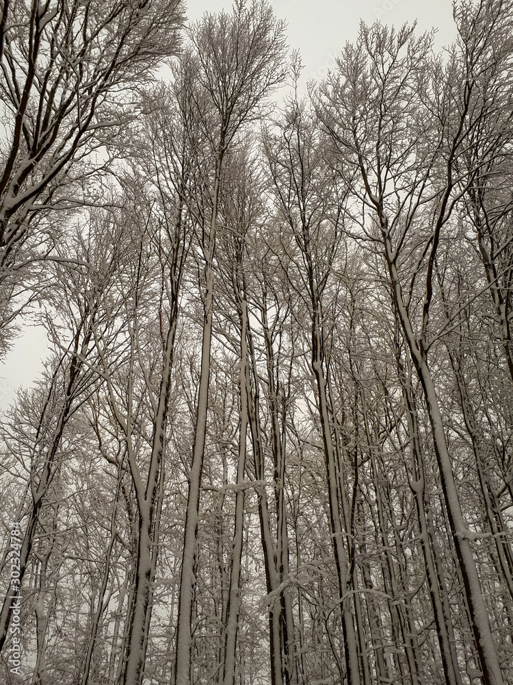 trees in the winter forest in Sandberg, Germany trees in the winter forest in Sandberg, Germany