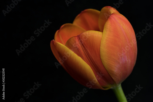 orange tulip closeup on black background