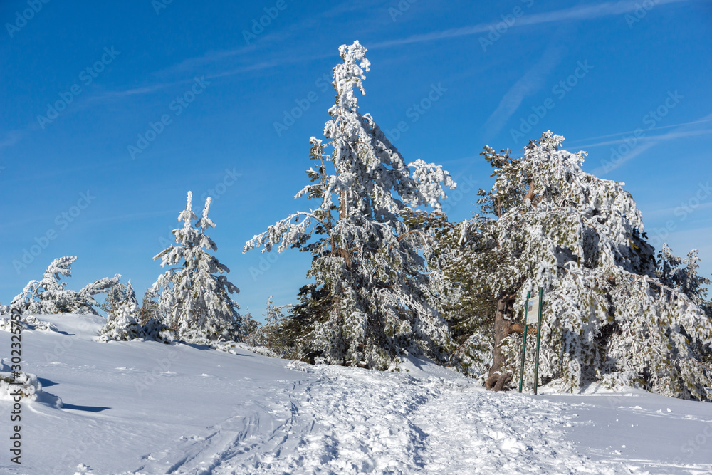 Winter view of Vitosha Mountain with trees covered with snow, Sofia City Region, Bulgaria