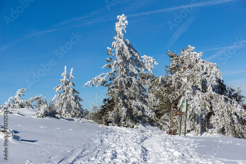Winter view of Vitosha Mountain with trees covered with snow, Sofia City Region, Bulgaria © Stoyan Haytov