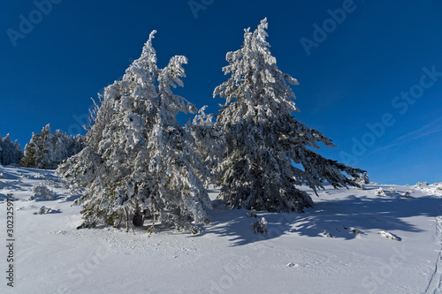 Winter view of Vitosha Mountain with trees covered with snow, Sofia City Region, Bulgaria © Stoyan Haytov