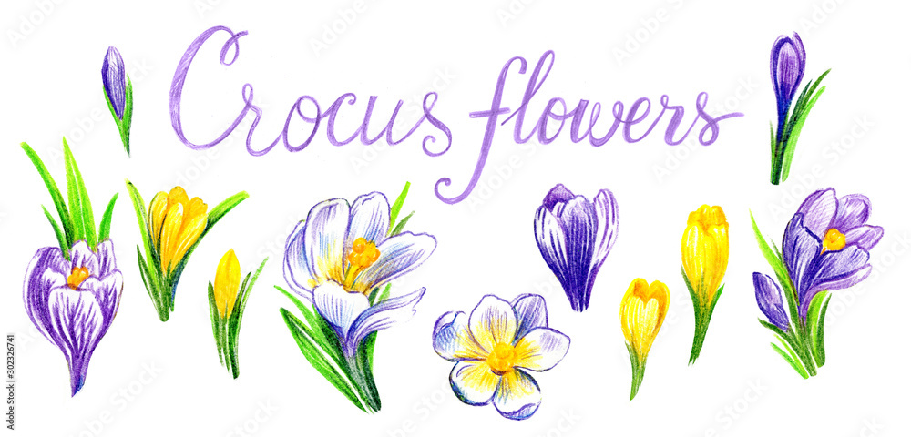 Large set of crocus. Large set of crocus.