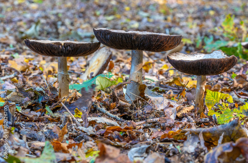 Close up low level view of Wild British Woodland Mushrooms © Pluto119