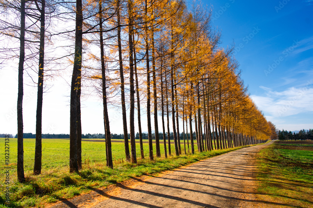 Naklejka premium カラ松の防風林