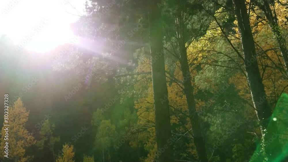 Walking in the forest with sun rays passing between the trees with yellow leaves Walking in the forest with sun rays passing between the trees with yellow leaves