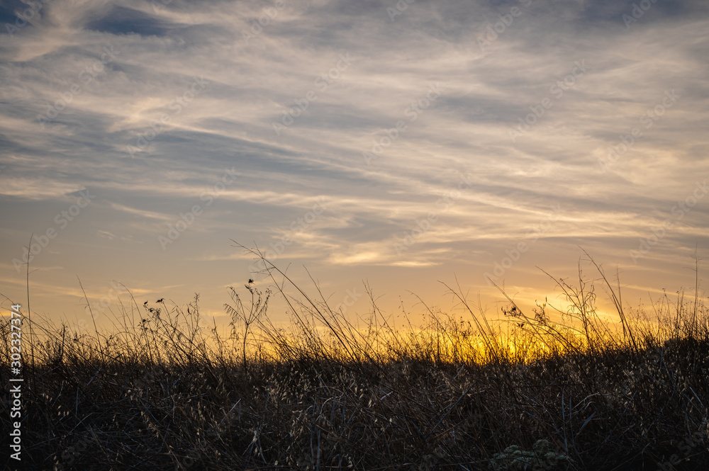 Wild dry grass in front of gold sunset and blue sky with clouds