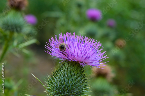 Distel mit Biene