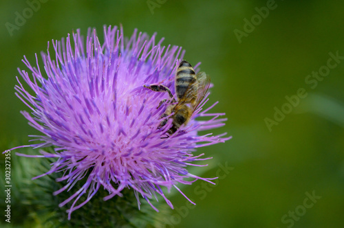 Distel mit Biene