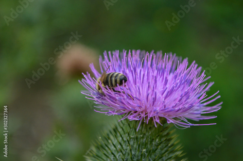 Distel mit Biene
