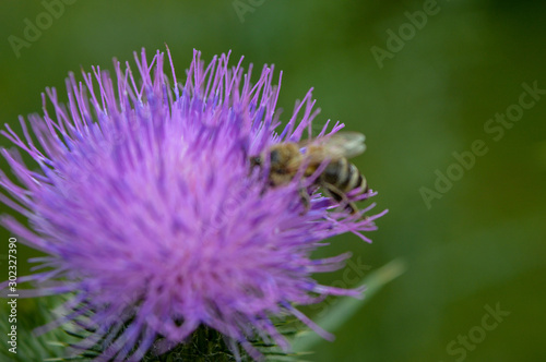Distel mit Biene