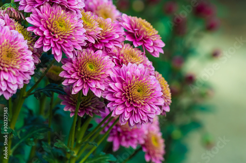 Pink chrysanthemums close up in autumn Sunny day in the garden. Autumn flowers. Flower head