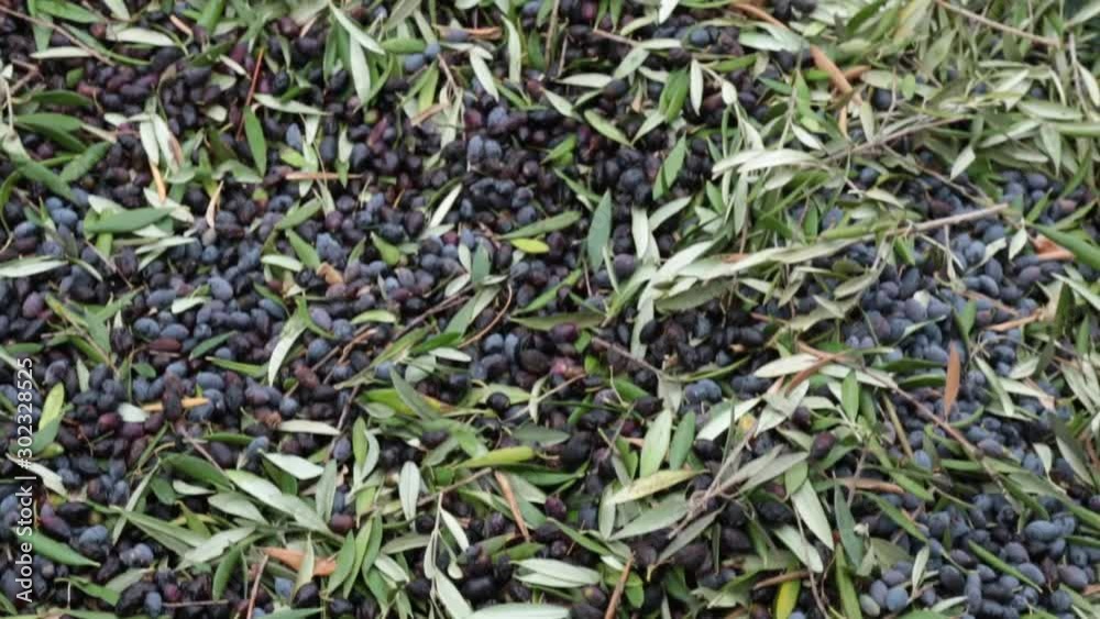Olives in the net. Harvest of fresh olives from the tree for the production of extra virgin olive oil produced in Crete, Greece. Harvesting olives. Olives in the net. Harvest of fresh olives from the tree for the production of extra virgin olive oil produced in Crete, Greece. Harvesting olives.