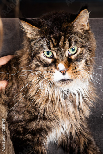 Beautiful Huge Maine Coon Cat Sitting