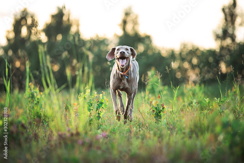 Bild auf Leinwand Adorable thoroughbred Hungarian Vizsla puppy running on meadow