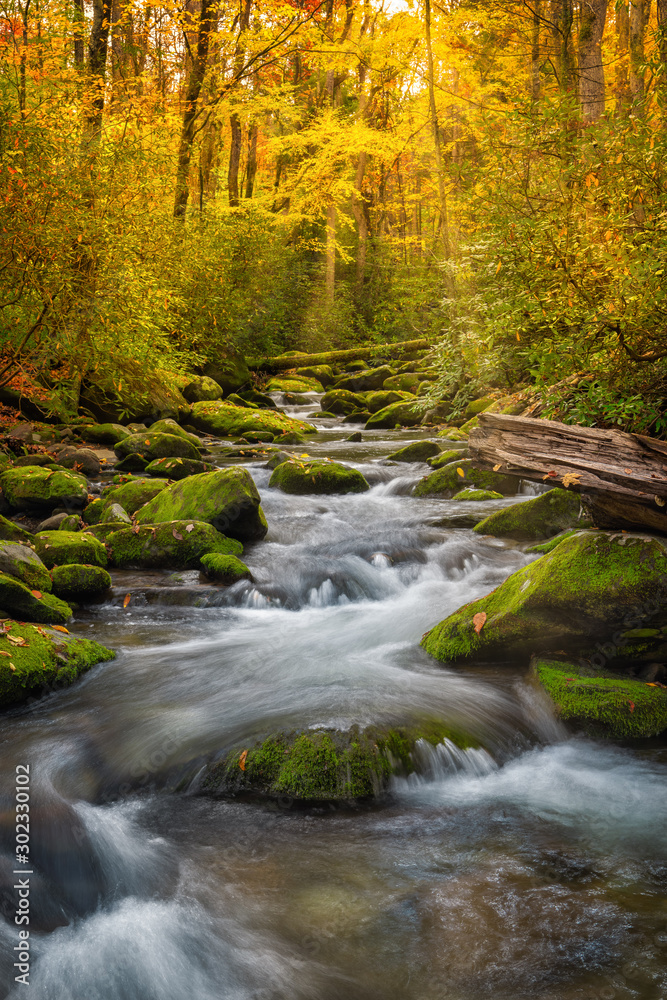Stream in great smoky mountain national park