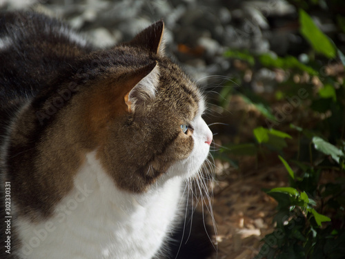 Big Cat in the garden 