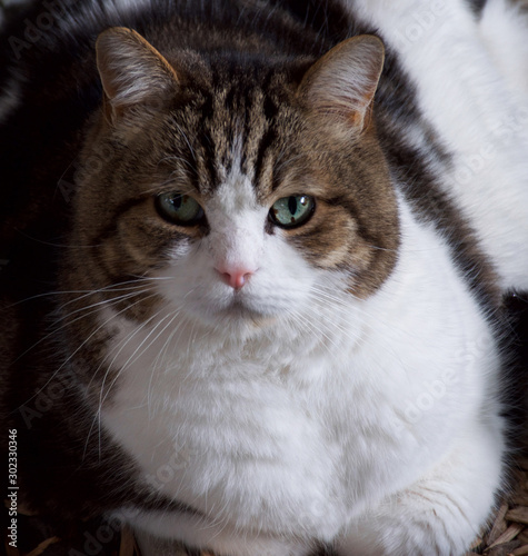 Big Cat in the garden 