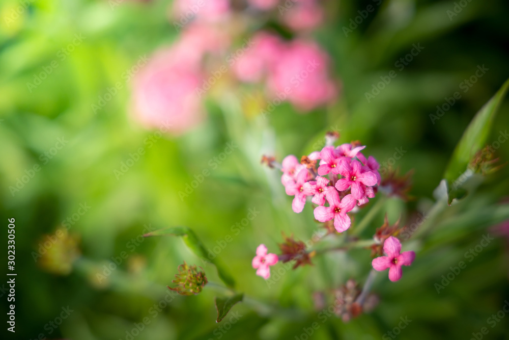 The background image of the colorful flowers The background image of the colorful flowers