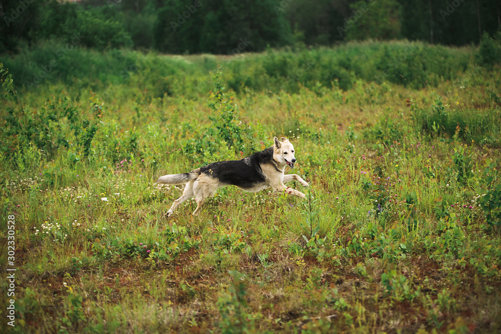 Playful Shepherd dog running on meadow on green grass Playful Shepherd dog running on meadow on green grass
