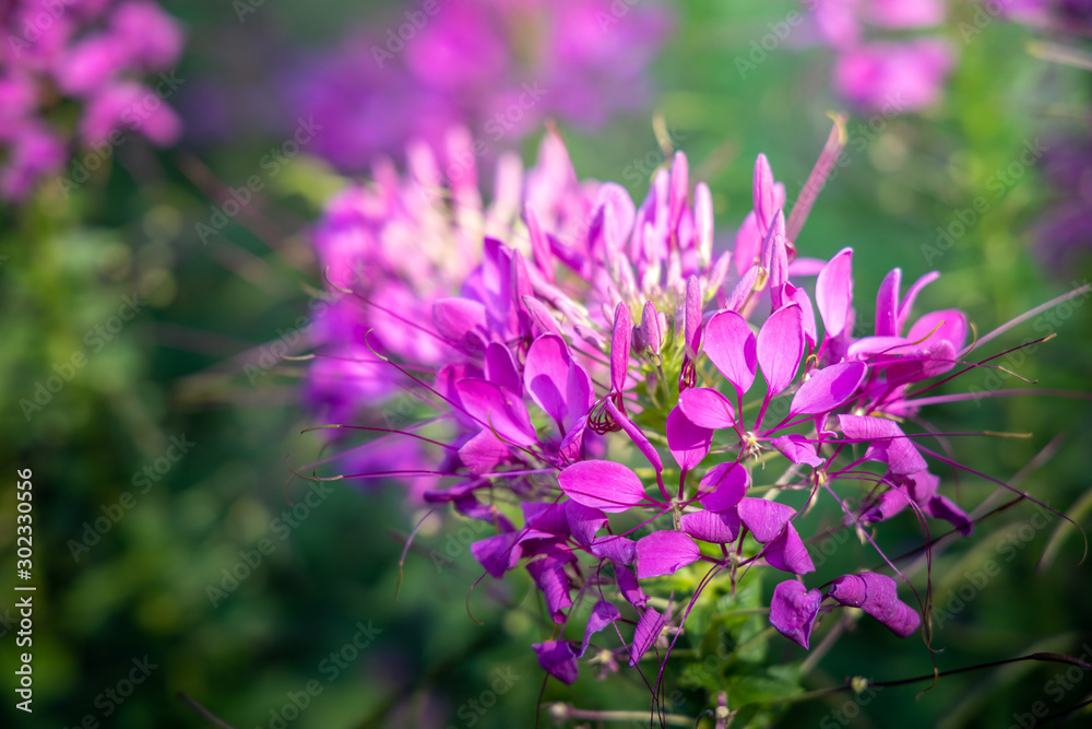 The background image of the colorful flowers The background image of the colorful flowers