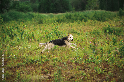Playful Shepherd dog running on meadow on green grass