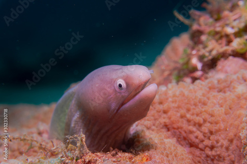 White Eyed Moray Eel (Gymnothorax thyrsoideus).  Scuba diving  and underwater photography, photo