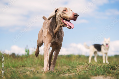 Fototapeta Naklejka Na Ścianę i Meble -  Happy Weimaraner dog playing in summer field