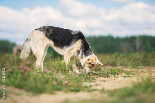 Intelligent Shepherd dog sniffing ground in field