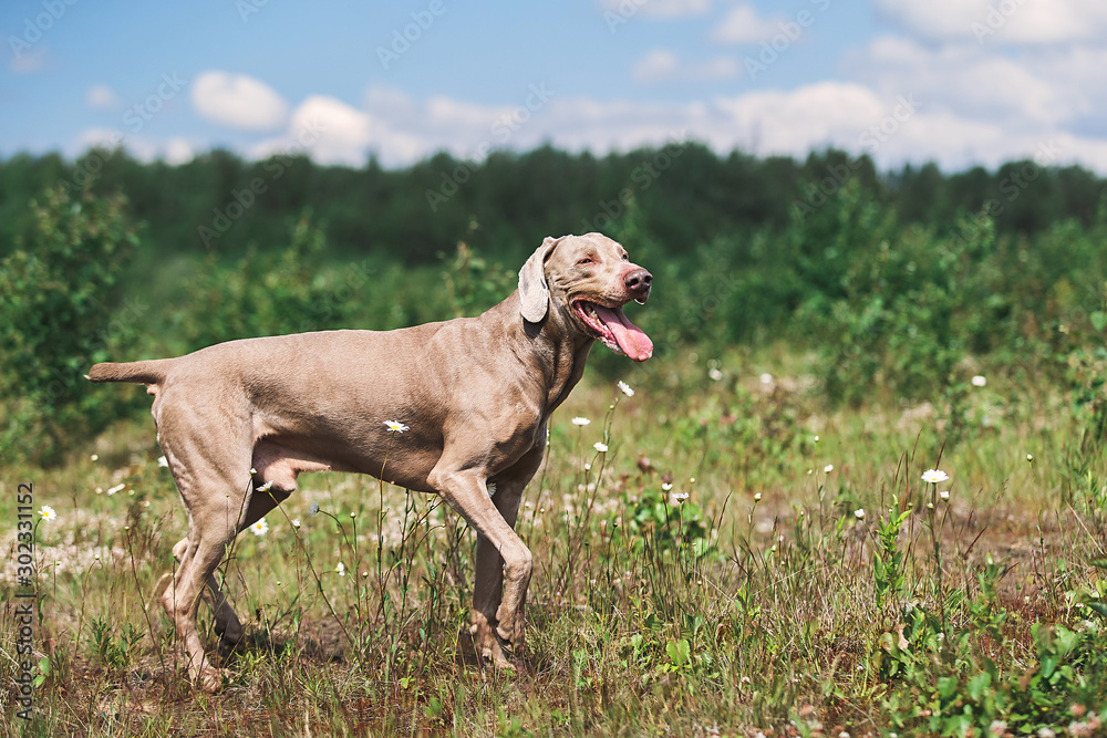Gorgeous Weimaraner hound sitting on sunny meadow Gorgeous Weimaraner hound sitting on sunny meadow