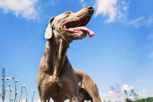 Gorgeous Hungarian Vizsla hound standing on meadow © Alexandr