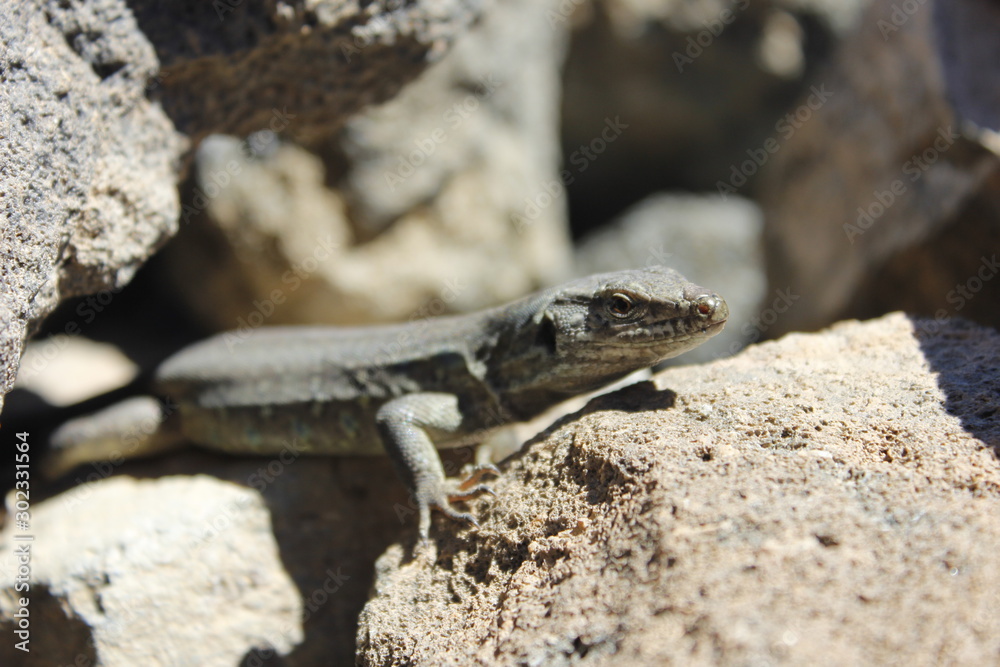 Lagarto endémico de Fuerteventura (gallotia stehlini) Lagarto endémico de Fuerteventura (gallotia stehlini)