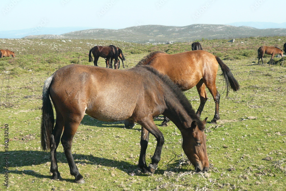 Fototapeta premium Caballos semi-salvajes en la localidad de Oia - Pontevedra