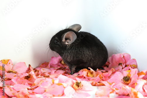 A beautiful domestic chinchilla male  with a nice black fur.  it is an animal considered as a rodent and a exotic pet. photo