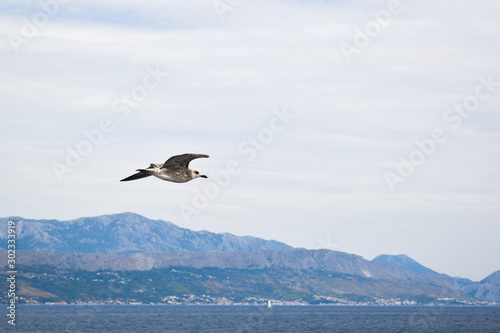 White-brown seagull flying during bright cloudy day.