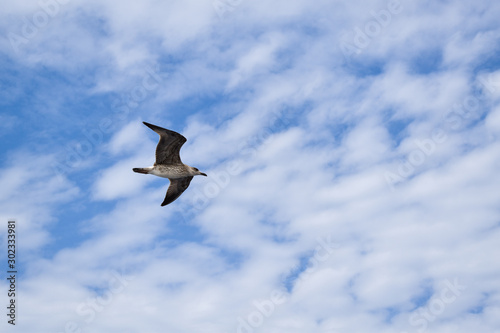White-brown seagull flying during bright cloudy day.