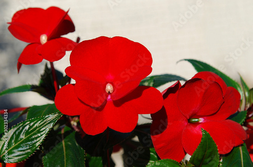 brightly red balsam decorative room flower