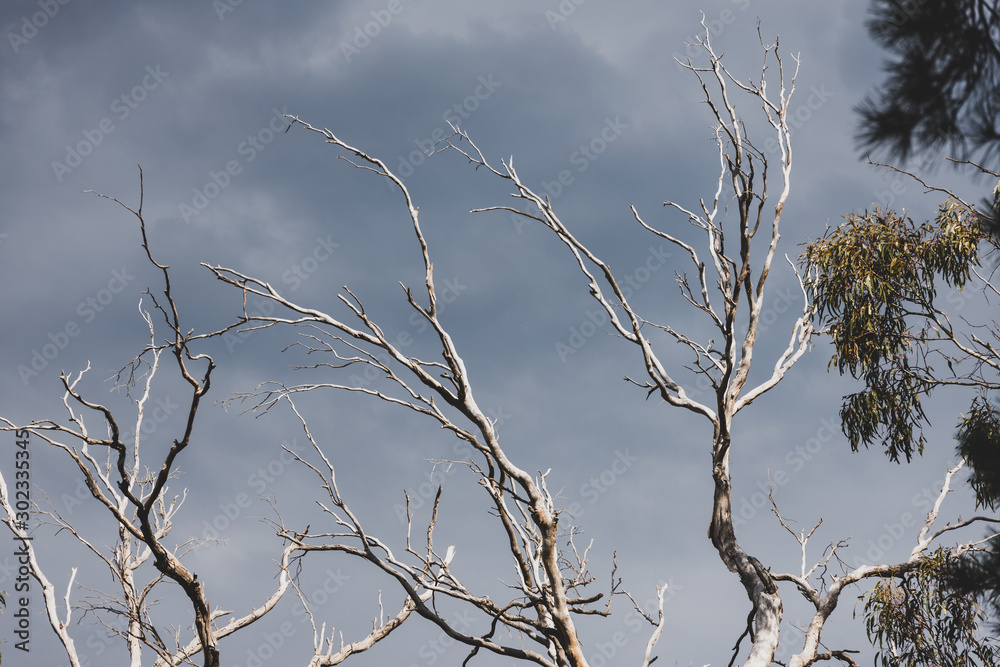 harsh climate concept, rugged tree branches from a dead eucalyptus gum tree against a stormy sky harsh climate concept, rugged tree branches from a dead eucalyptus gum tree against a stormy sky