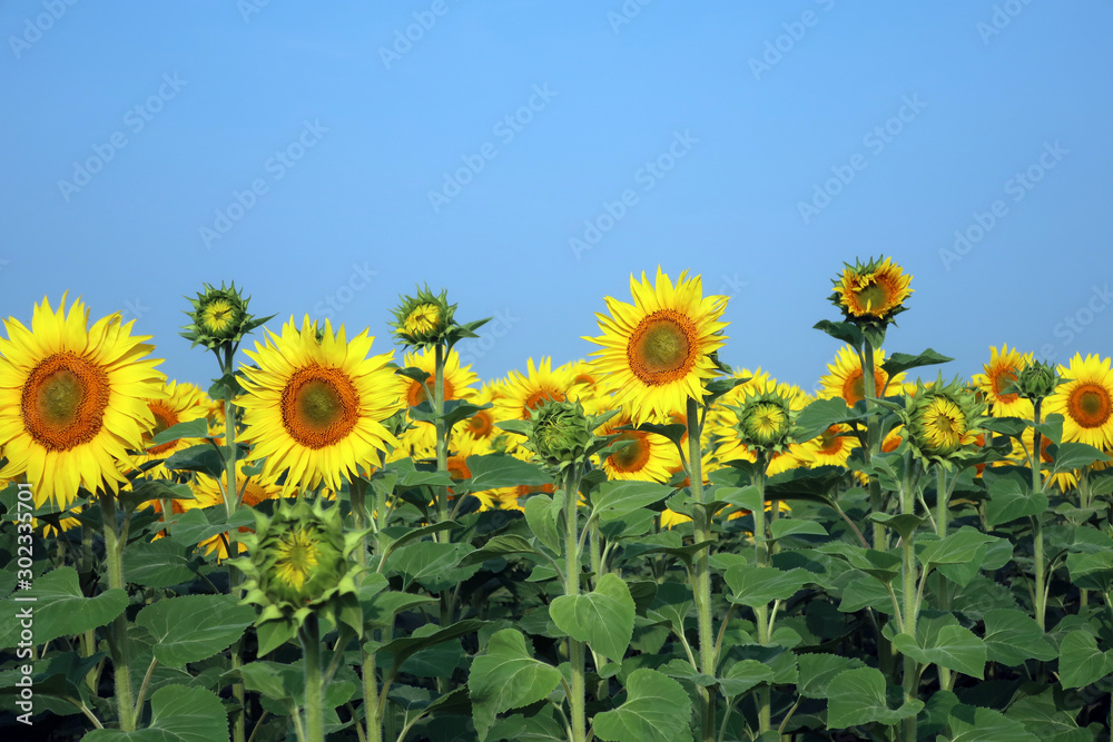 Sunflowers field on a blue sky background. Agricultural business, production of sunflower oil. Summer economy. Cultivated with bright yellow flowers, nature